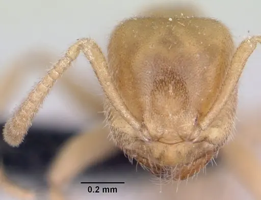 Lasius fallax specimen CASENT0064824 image casent0064824_2