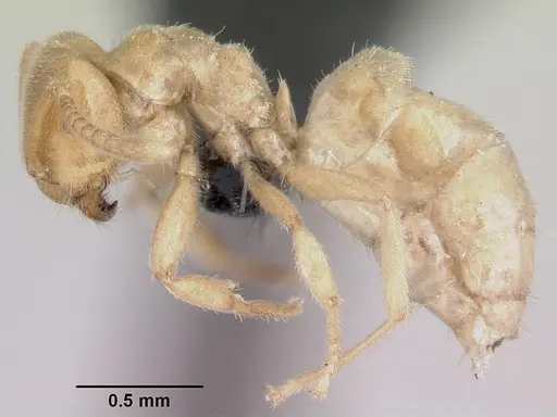 Lasius fallax specimen CASENT0064824 image casent0064824_3