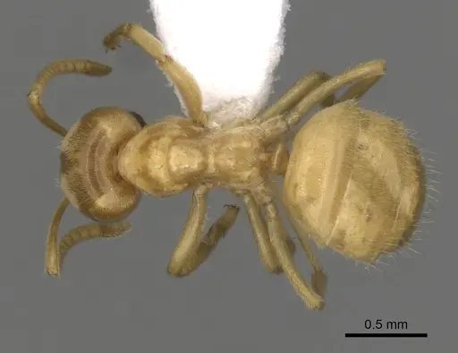 Lasius fallax specimen CASENT0280454 image casent0280454_1