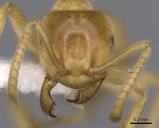 Lasius fallax specimen CASENT0280454 image casent0280454_2