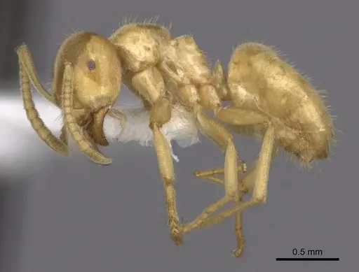 Lasius fallax specimen CASENT0280454 image casent0280454_3