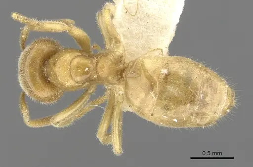 Lasius fallax specimen CASENT0903206 image casent0903206_1