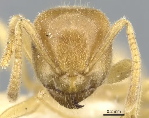 Lasius fallax specimen CASENT0903206 image casent0903206_2