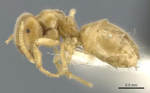 Lasius fallax specimen CASENT0903206 image casent0903206_3