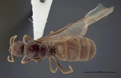 Lasius fallax specimen FMNHINS0000062720 image fmnhins0000062720_1