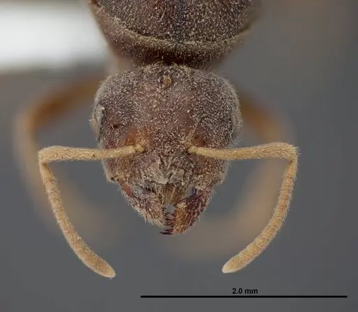 Lasius fallax specimen FMNHINS0000062720 image fmnhins0000062720_2