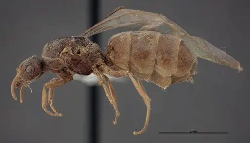 Lasius fallax specimen FMNHINS0000062720 image fmnhins0000062720_3