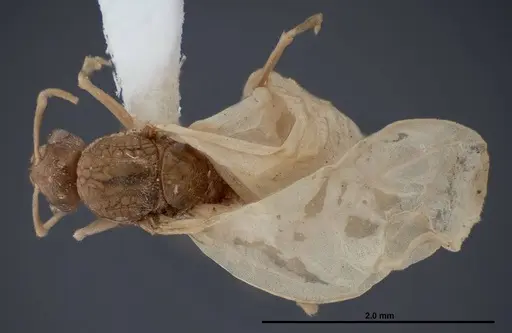 Lasius fallax specimen FMNHINS0000062721 image fmnhins0000062721_1