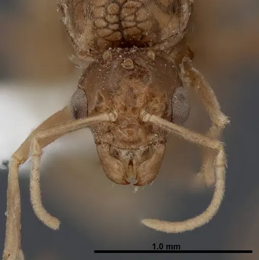 Lasius fallax specimen FMNHINS0000062721 image fmnhins0000062721_2
