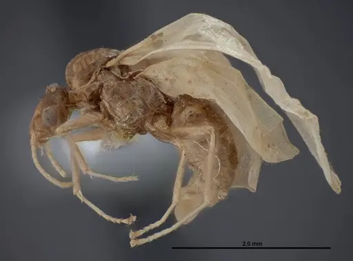 Lasius fallax specimen FMNHINS0000062721 image fmnhins0000062721_3