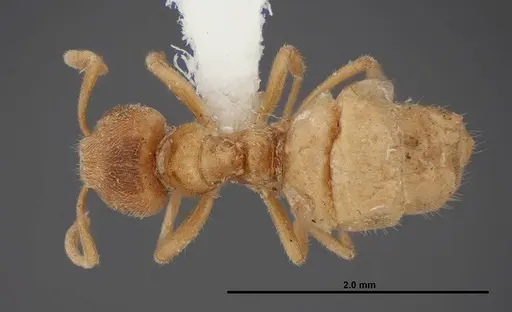 Lasius fallax specimen FMNHINS0000062726 image fmnhins0000062726_1