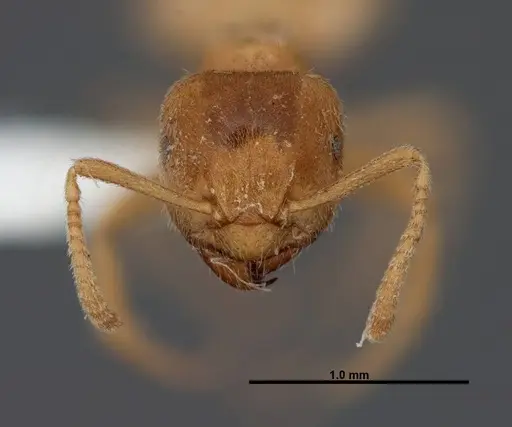 Lasius fallax specimen FMNHINS0000062726 image fmnhins0000062726_2