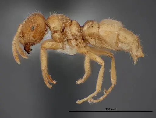 Lasius fallax specimen FMNHINS0000062726 image fmnhins0000062726_3