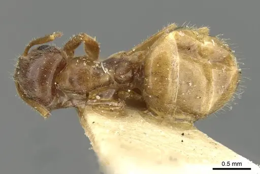 Lasius flavescens specimen CASENT0911048 image casent0911048_1