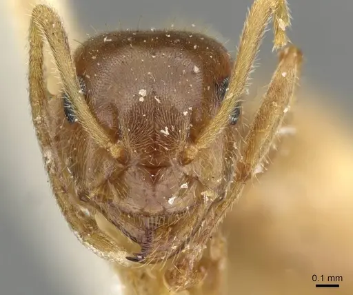 Lasius flavescens specimen CASENT0911048 image casent0911048_2