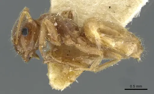 Lasius flavescens specimen CASENT0911048 image casent0911048_3
