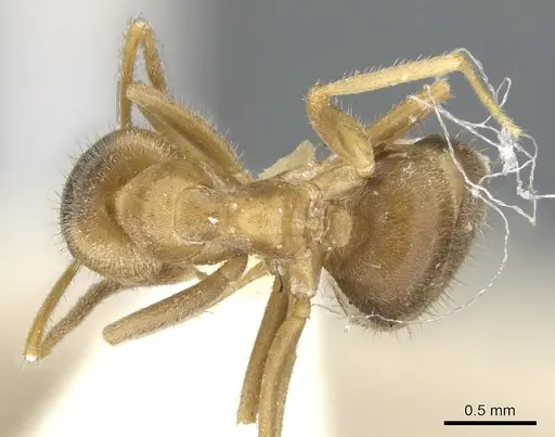 Lasius flavoniger specimen CASENT0903218 image casent0903218_1