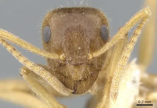 Lasius flavoniger specimen CASENT0903218 image casent0903218_2