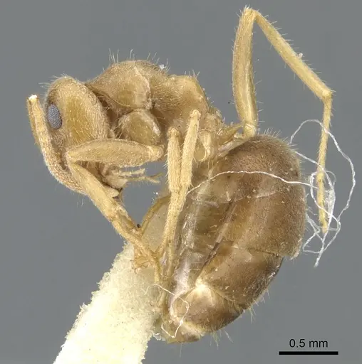 Lasius flavoniger specimen CASENT0903218 image casent0903218_3