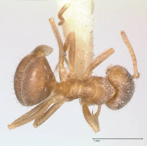 Lasius flavoniger specimen FOCOL0748-1 image focol0748-1_1
