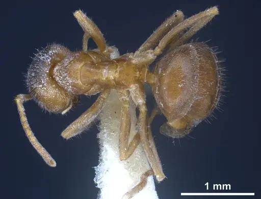 Lasius flavoniger specimen FOCOL0748-1 image focol0748-1_2