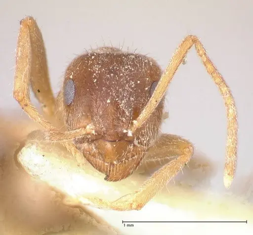 Lasius flavoniger specimen FOCOL0748-1 image focol0748-1_3