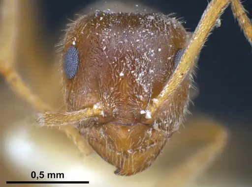 Lasius flavoniger specimen FOCOL0748-1 image focol0748-1_4