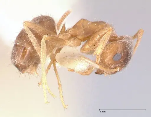 Lasius flavoniger specimen FOCOL0748-1 image focol0748-1_5