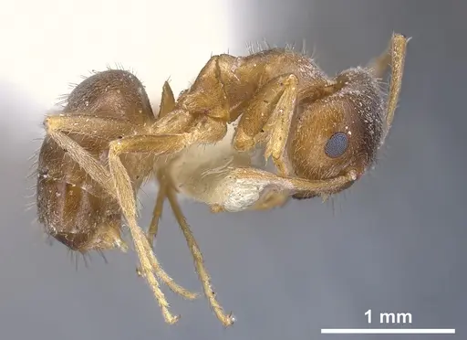 Lasius flavoniger specimen FOCOL0748-1 image focol0748-1_6