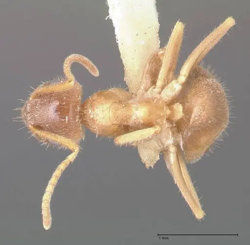 Lasius flavoniger specimen FOCOL0748-2 image focol0748-2_1