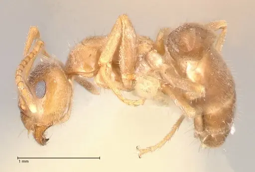 Lasius flavoniger specimen FOCOL0748-2 image focol0748-2_3