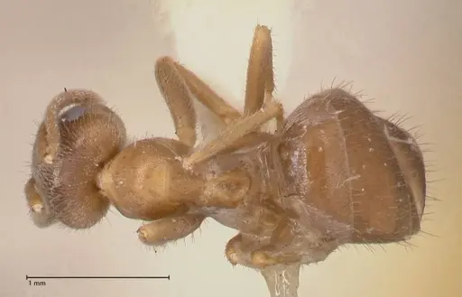 Lasius flavoniger specimen FOCOL0748-3 image focol0748-3_1