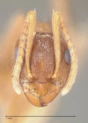 Lasius flavoniger specimen FOCOL0748-3 image focol0748-3_2