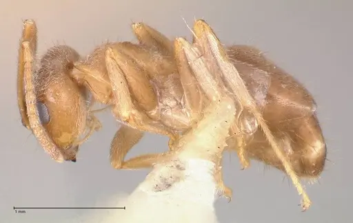 Lasius flavoniger specimen FOCOL0748-3 image focol0748-3_3