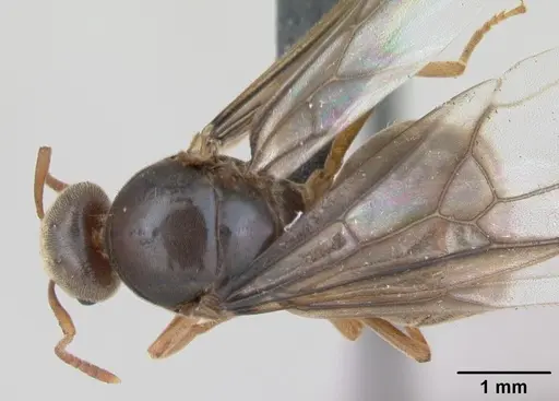 Lasius flavus specimen CASENT0173149 image casent0173149_1
