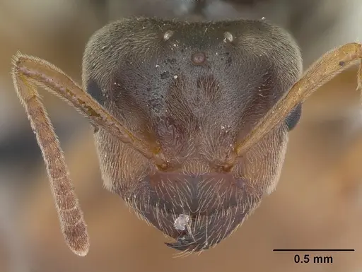 Lasius flavus specimen CASENT0173149 image casent0173149_2