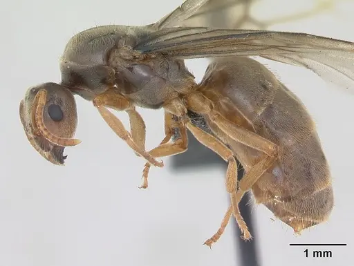 Lasius flavus specimen CASENT0173149 image casent0173149_3