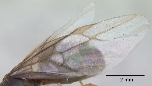 Lasius flavus specimen CASENT0173149 image casent0173149_4