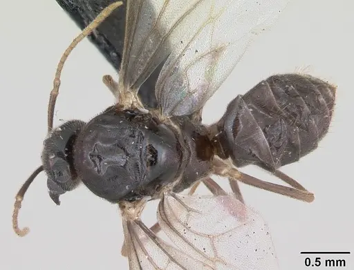 Lasius flavus specimen CASENT0173150 image casent0173150_1