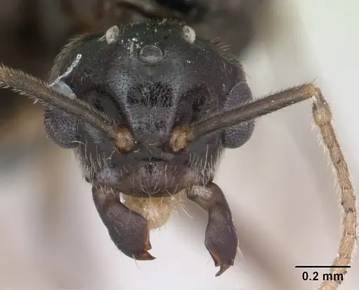 Lasius flavus specimen CASENT0173150 image casent0173150_2