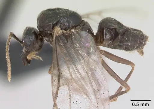 Lasius flavus specimen CASENT0173150 image casent0173150_3