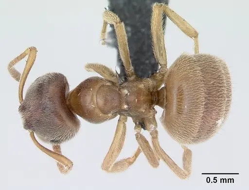 Lasius flavus specimen CASENT0173167 image casent0173167_1