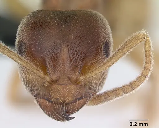 Lasius flavus specimen CASENT0173167 image casent0173167_2