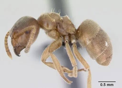 Lasius flavus specimen CASENT0173167 image casent0173167_3