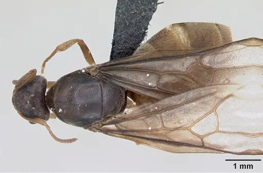 Lasius flavus specimen CASENT0173168 image casent0173168_1