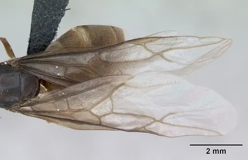 Lasius flavus specimen CASENT0173168 image casent0173168_2