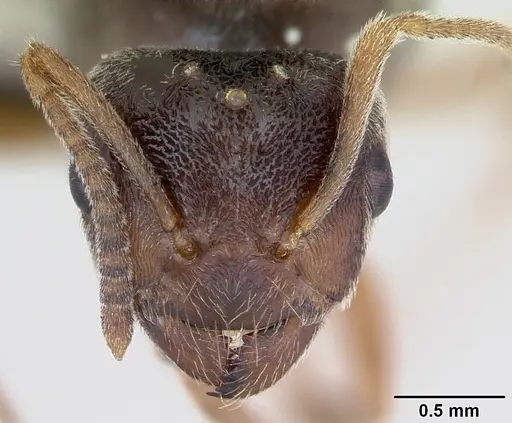 Lasius flavus specimen CASENT0173168 image casent0173168_3