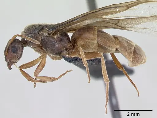 Lasius flavus specimen CASENT0173168 image casent0173168_4