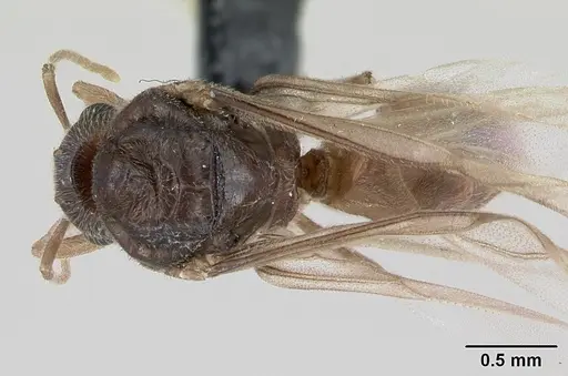 Lasius flavus specimen CASENT0173169 image casent0173169_1