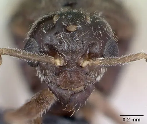 Lasius flavus specimen CASENT0173169 image casent0173169_2
